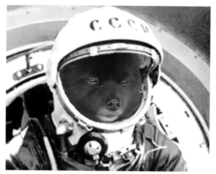 Uzaya gönderilen hayvanlar ve hazin sonları  G5