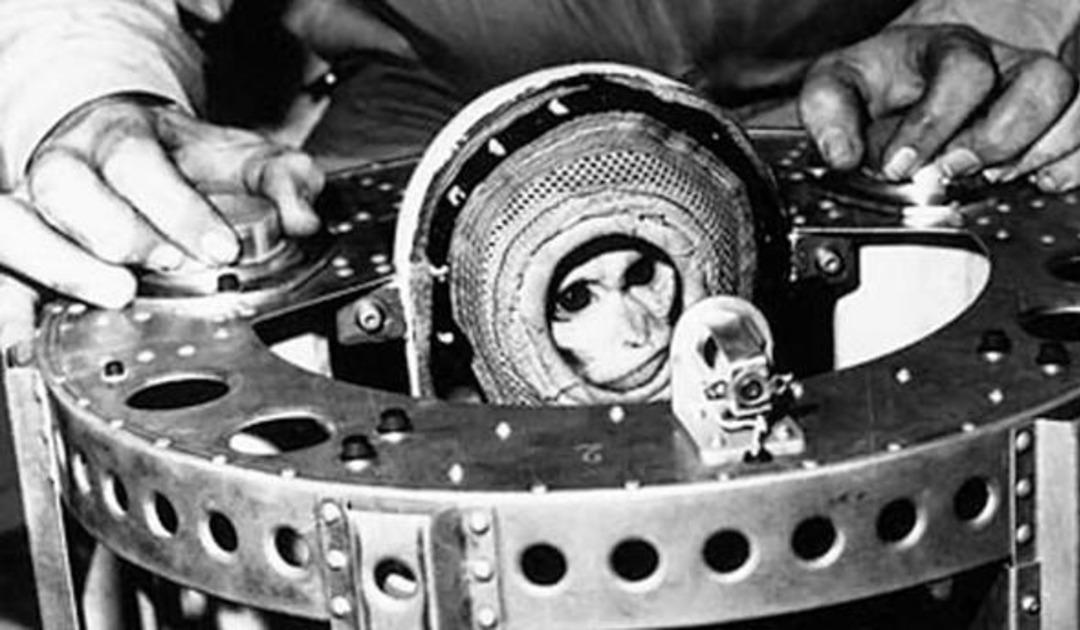 Uzaya g&ouml;nderilen hayvanlar ve hazin sonları 