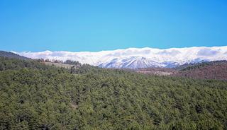 Uludağ eteklerinde oluşturulan bal ormanı arıcıları bekliyor