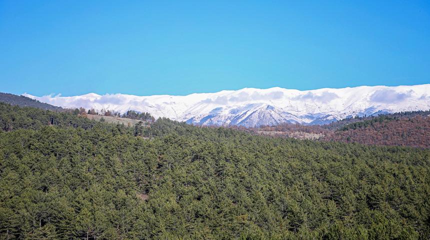 Uludağ eteklerinde oluşturulan bal ormanı arıcıları bekliyor