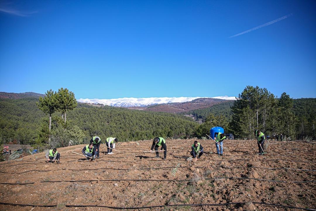 Uludağ eteklerinde oluşturulan bal ormanı arıcıları bekliyor 1