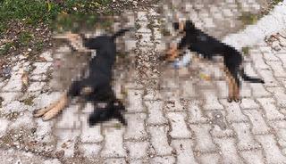 'Sahipsiz köpekler zehirlenerek öldürüldü' iddiası