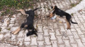 'Sahipsiz köpekler zehirlenerek öldürüldü' iddiası