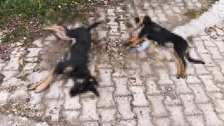 'Sahipsiz köpekler zehirlenerek öldürüldü' iddiası