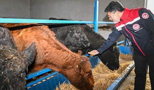 Kırmızı et &uuml;retimini artıracak Kırsalda Bereket, Hayvancılığa Destek Projesi meyvelerini vermeye başladı