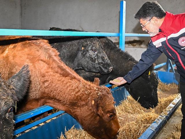 Kırmızı et &uuml;retimini artıracak Kırsalda Bereket, Hayvancılığa Destek Projesi meyvelerini vermeye başladı