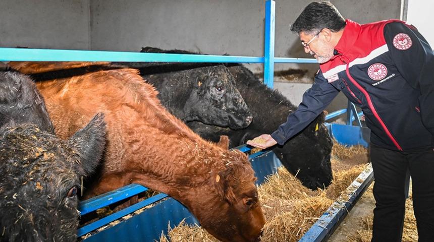 Kırmızı et üretimini artıracak Kırsalda Bereket, Hayvancılığa Destek Projesi meyvelerini vermeye başladı