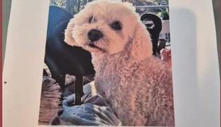 Köpeğini bulana 10 bin lira ödül verecek