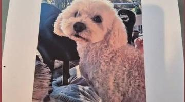 Köpeğini bulana 10 bin lira ödül verecek