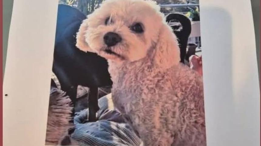 Köpeğini bulana 10 bin lira ödül verecek