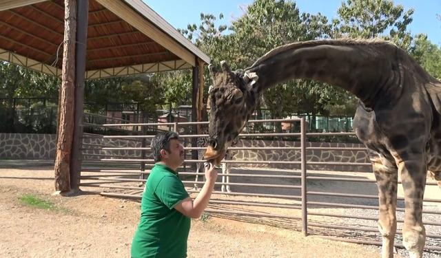 Müzmin bekar olarak gündeme gelmişti: Maskot zürafa öldü 2