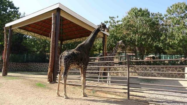 Müzmin bekar olarak gündeme gelmişti: Maskot zürafa öldü 1