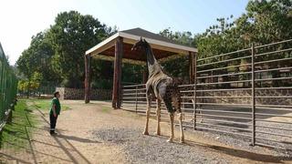 'Müzmin bekar' olarak gündeme gelmişti: Maskot zürafa öldü