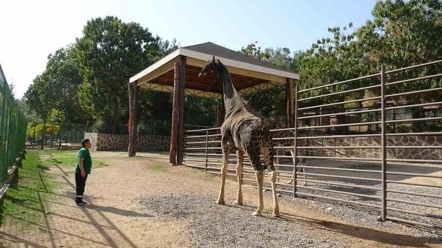 'Müzmin bekar' olarak gündeme gelmişti: Maskot zürafa öldü