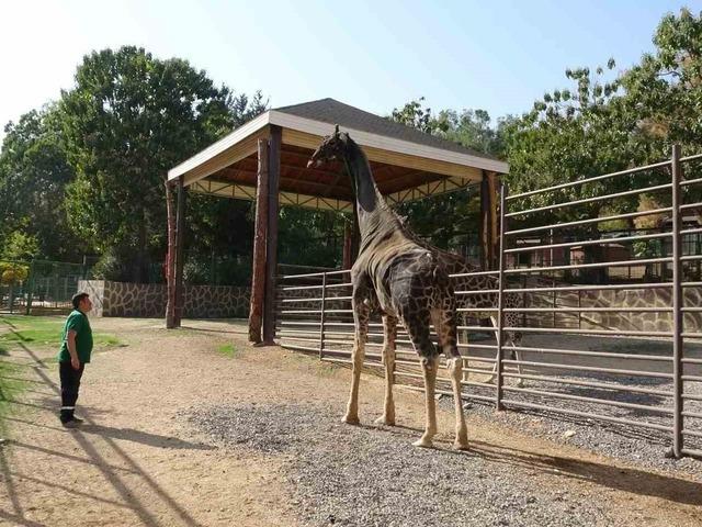 'M&uuml;zmin bekar' olarak g&uuml;ndeme gelmişti: Maskot z&uuml;rafa &ouml;ld&uuml;