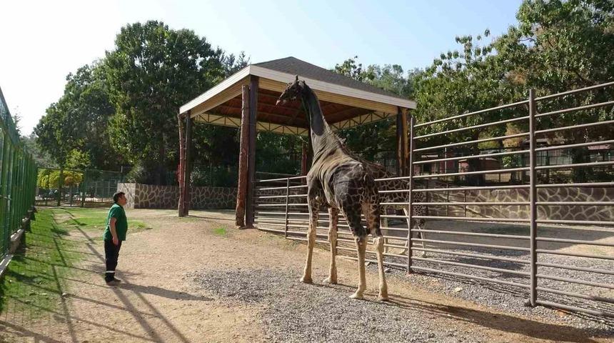 'Müzmin bekar' olarak gündeme gelmişti: Maskot zürafa öldü