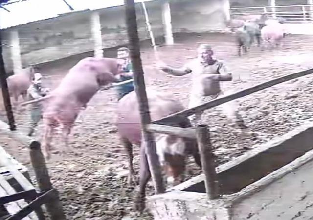 Üzerine zıplayan boğanın darbesiyle yere serildi: O anlar kamerada 2