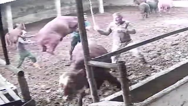 Üzerine zıplayan boğanın darbesiyle yere serildi: O anlar kamerada 1