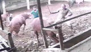 Üzerine zıplayan boğanın darbesiyle yere serildi: O anlar kamerada