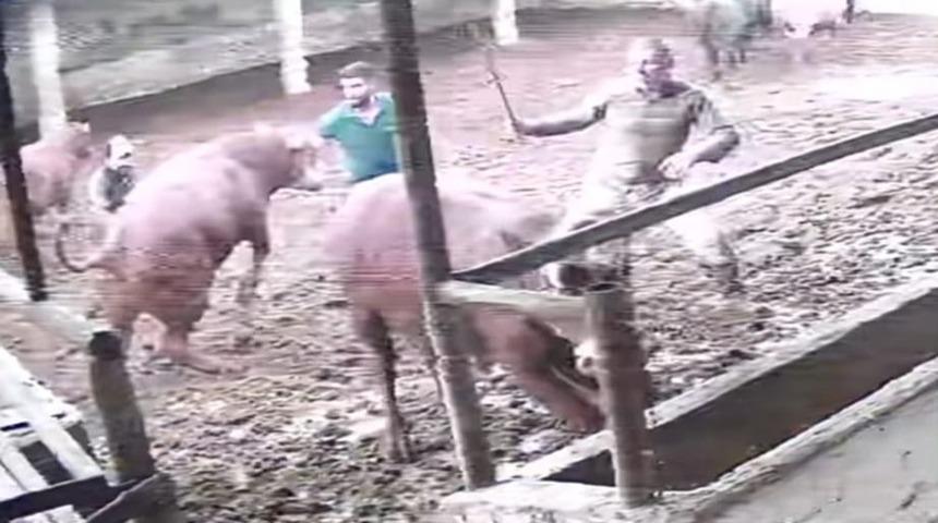 Üzerine zıplayan boğanın darbesiyle yere serildi: O anlar kamerada