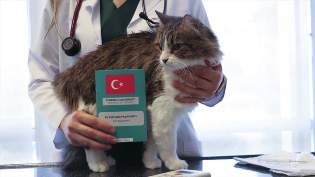 Evcil hayvanlar için çip uygulamasında son gün yaklaştı! 2