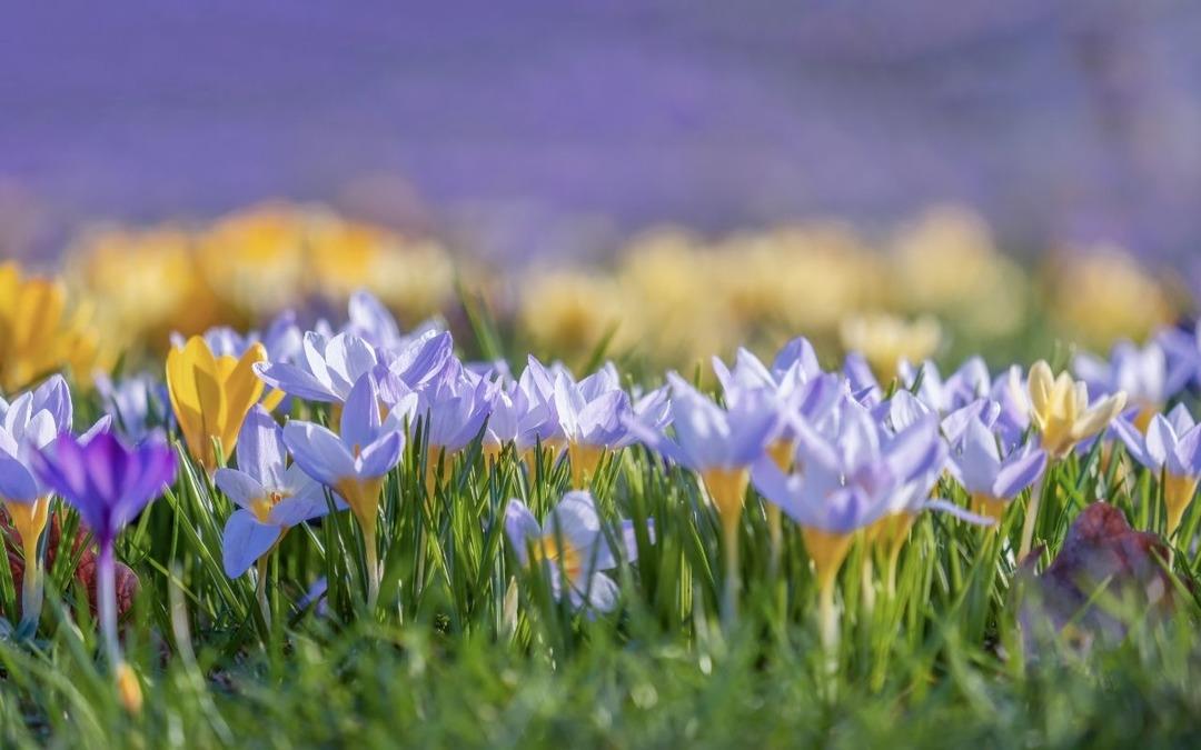 Sadece gramı 700 lira! "Kırmızı altın" tüm mesleklerden daha çok kazandırıyor 2