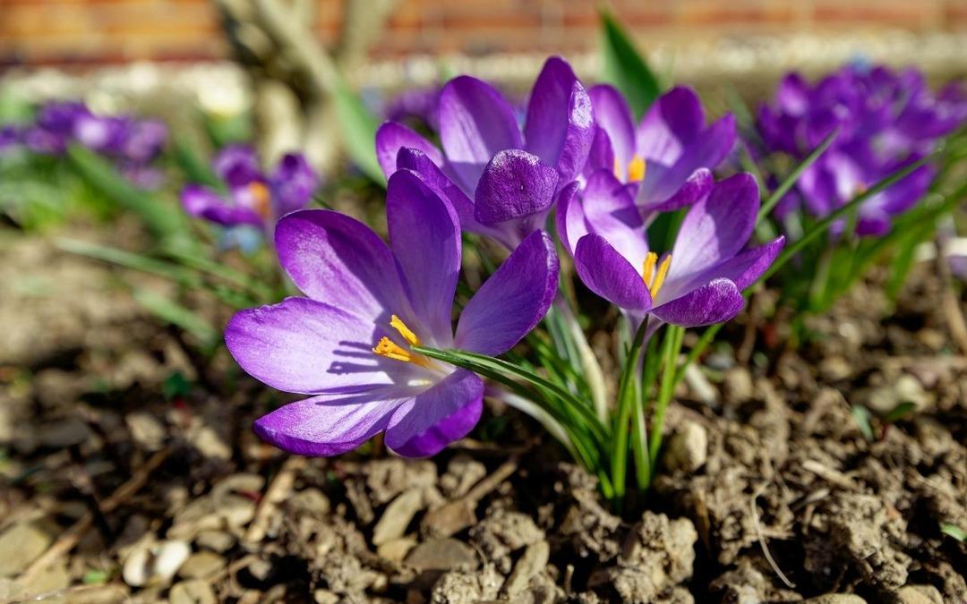 Sadece gramı 700 lira! "Kırmızı altın" tüm mesleklerden daha çok kazandırıyor 3