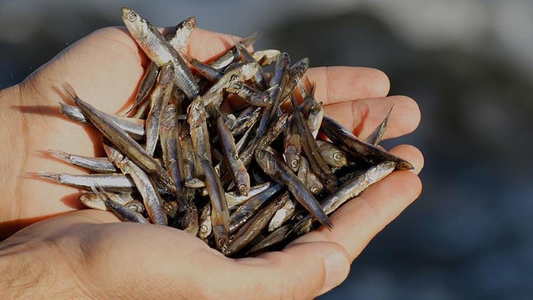 Karadeniz’de "bolluk" paradoksu balıkçıyı zarara soktu 2