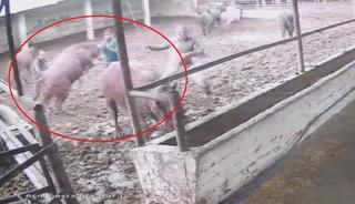 Besiciye boğa saldırdı; o anlar kamerada