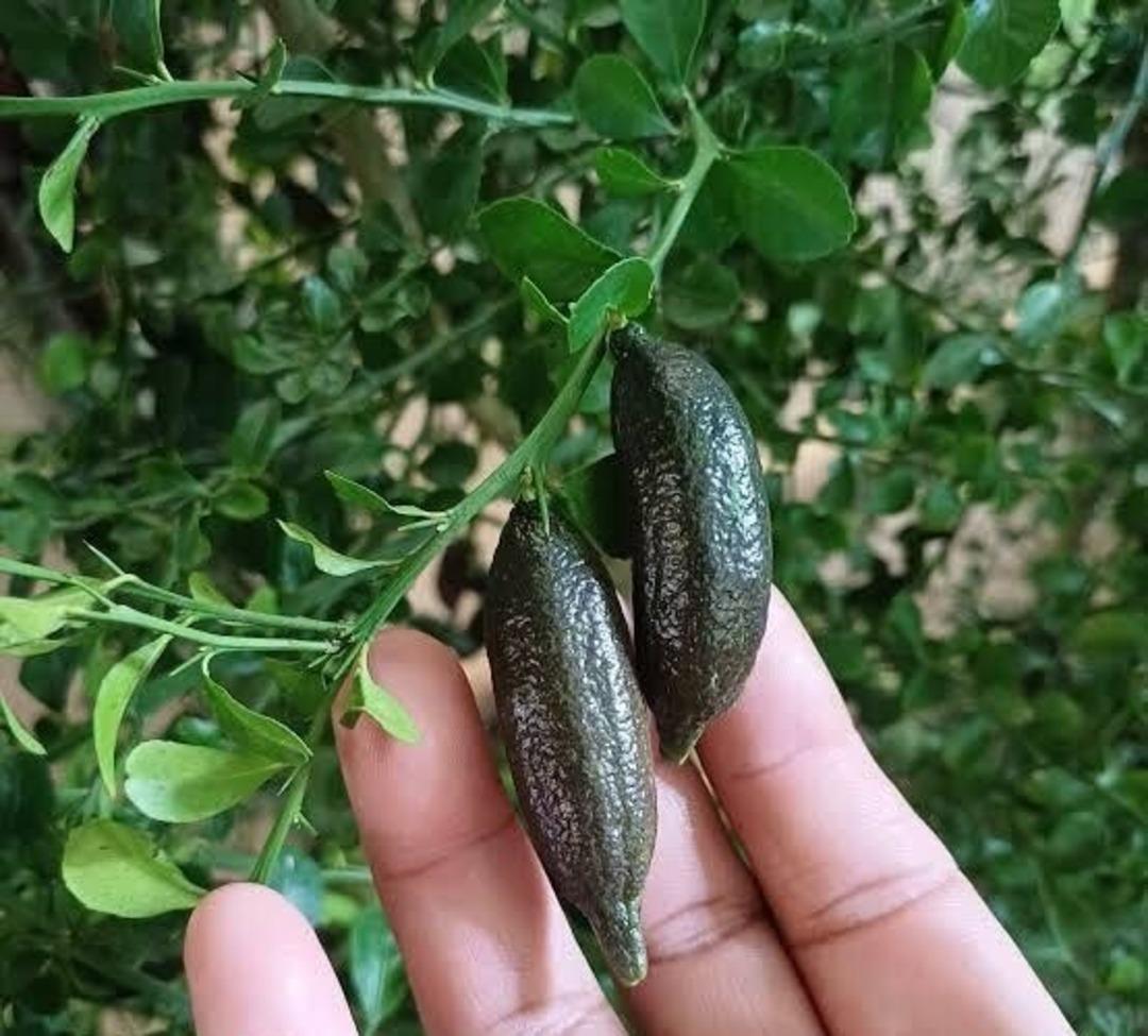 Kilosu değil, gramı servet! Toprağın yeni "yeşil altın"ı 1