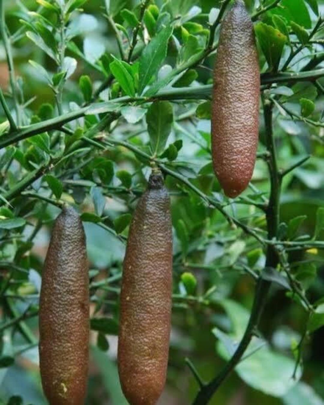 Kilosu değil, gramı servet! Toprağın yeni "yeşil altın"ı 3