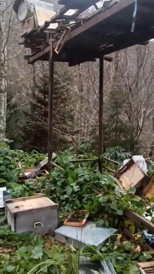 Rize’de ayılara demir profilli tezgah da çare olmadı 1