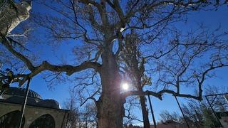 Harput’un 3 asırlık çınarı yıllara meydan okuyor