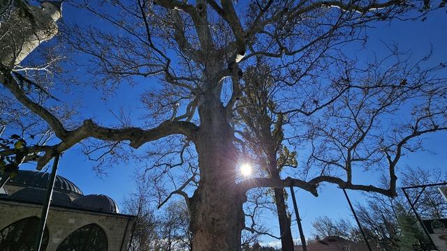 Harput’un 3 asırlık çınarı yıllara meydan okuyor