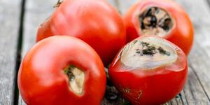 Çürüyünce çöpe atmayın: Bu domatesler kullanılırsa çok değerli!