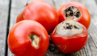 Çürüyünce çöpe atmayın: Kullanılırsa çok değerli!