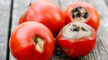 Çürüyünce çöpe atmayın: Bu domatesler kullanılırsa çok değerli!