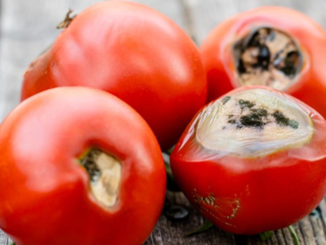 Çürüyünce çöpe atmayın: Bu domatesler kullanılırsa çok değerli!