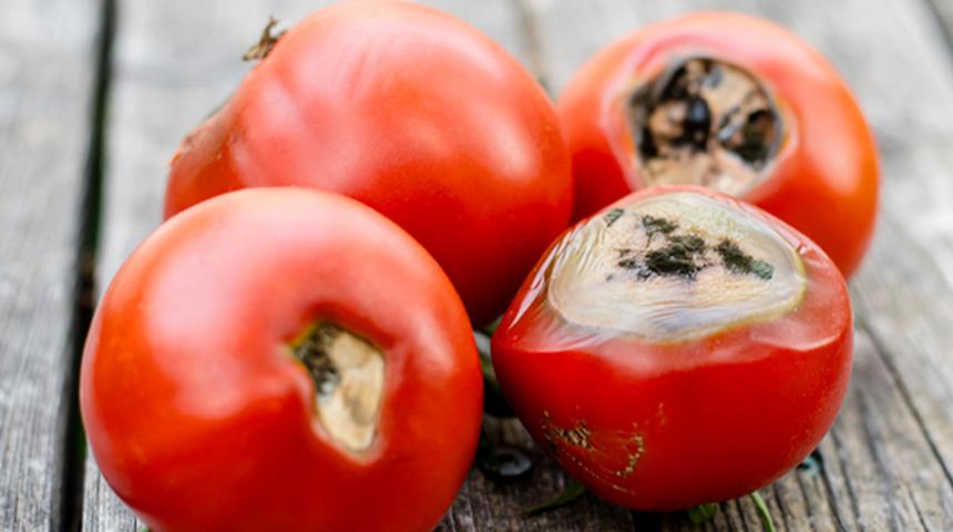 Çürüyünce çöpe atmayın: Bu domatesler kullanılırsa çok değerli!