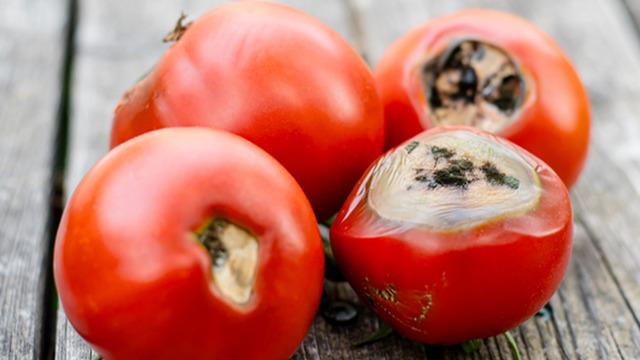 Çürüyünce çöpe atmayın: Bu domatesler kullanılırsa çok değerli!