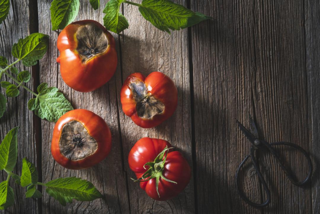 Çürüyünce çöpe atmayın: Bu domatesler kullanılırsa çok değerli! 2