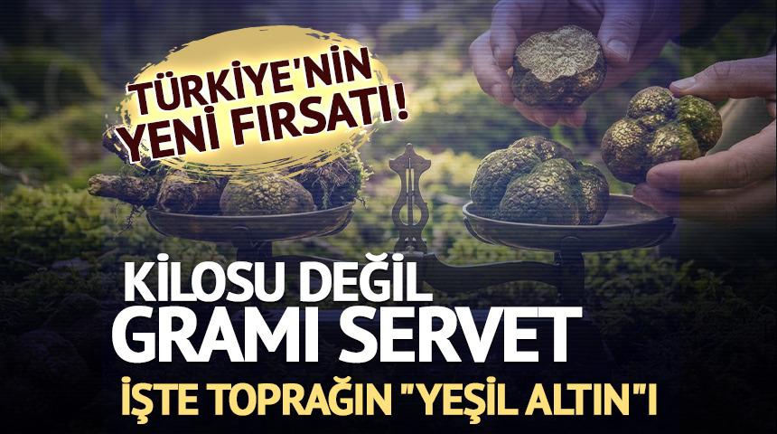 Kilosu değil, gramı servet! Toprağın yeni "yeşil altın"ı