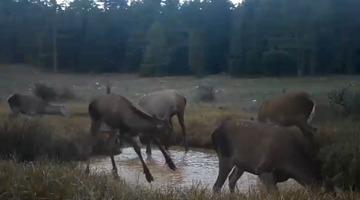 Kızıl geyiklerin su birikintisindeki görüntüleri fotokapana yansıdı
