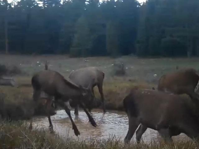 Kızıl geyiklerin su birikintisindeki görüntüleri fotokapana yansıdı