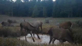 Kızıl geyiklerin su birikintisindeki görüntüleri fotokapana yansıdı