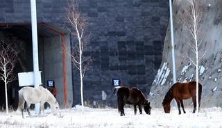 Ardahan'da Aşık Şenlik T&uuml;neli'nde yılkı atları g&ouml;r&uuml;nt&uuml;lendi