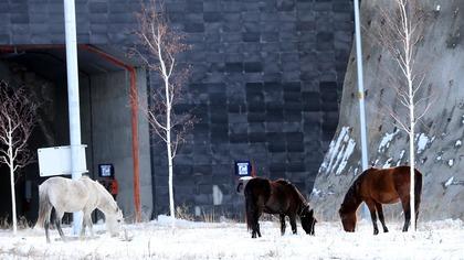 Ardahan'da Aşık Şenlik Tüneli'nde yılkı atları görüntülendi