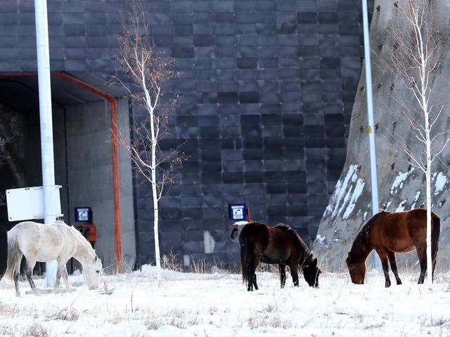 Ardahan'da Aşık Şenlik Tüneli'nde yılkı atları görüntülendi