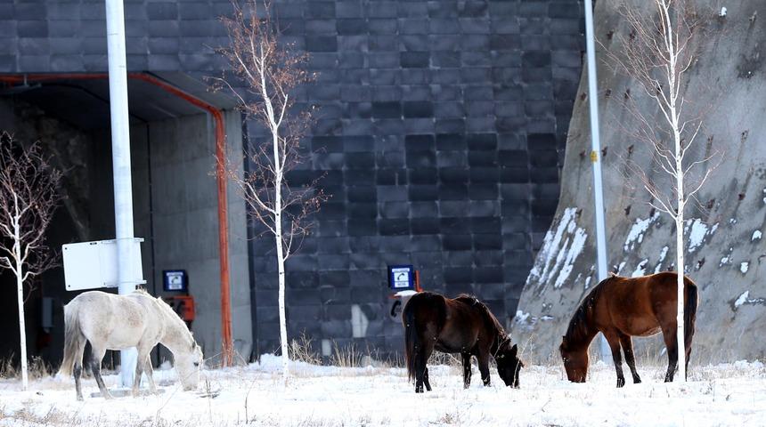 Ardahan'da Aşık Şenlik Tüneli'nde yılkı atları görüntülendi