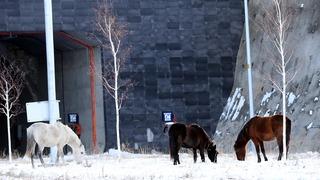 Ardahan'da Aşık Şenlik Tüneli'nde yılkı atları görüntülendi